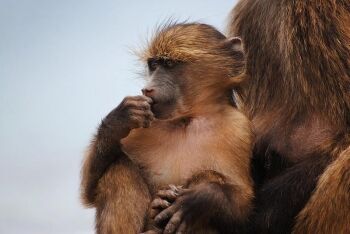 Young baboon, Table Mountain, Cape Town, Western Cape