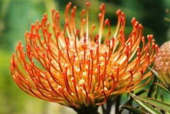 Flowers, Cape Town, Western Cape