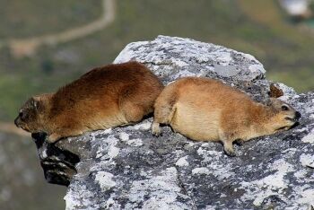 Cape hyrax, Dassie, table Mountain, Cape Town, Western Cape