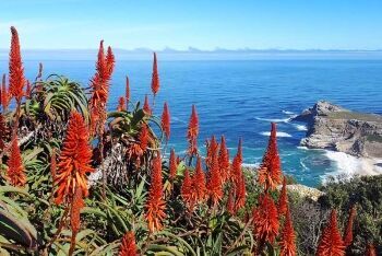 Aloe succotrina, Fynbos aloe, Cape Point, Table Mountain National Park, Cape Town