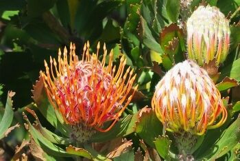 Wild Proteas, Cape Town, Western Cape