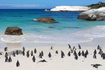 Penquins, Boulders Beach, Cape Town, Western Cape